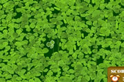 four leaf clover game